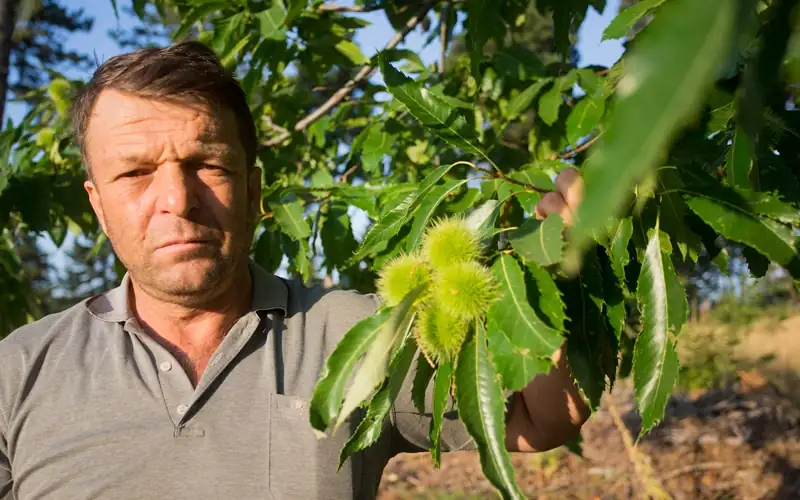 Kütahya’da Simav kestanesinde ‘verim’ mücadelesi kazanıldı