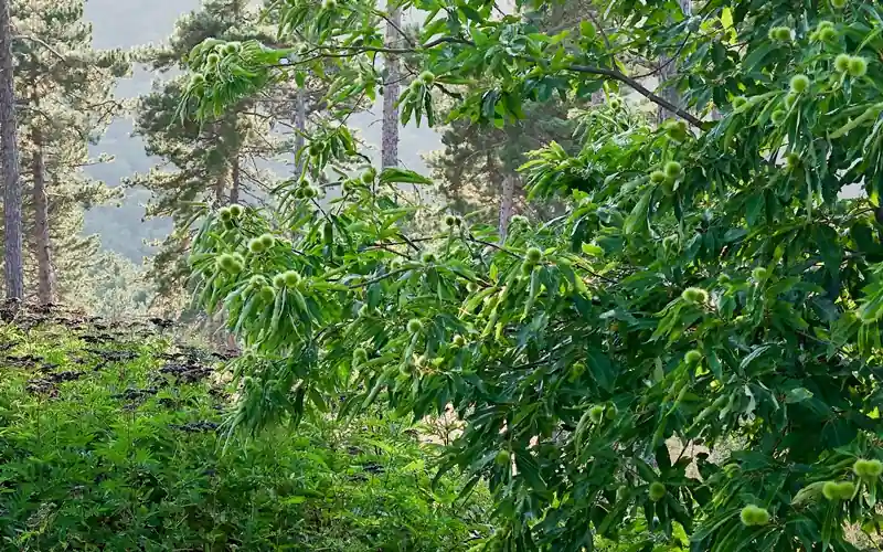 Kütahya’da Simav kestanesinde ‘verim’ mücadelesi kazanıldı