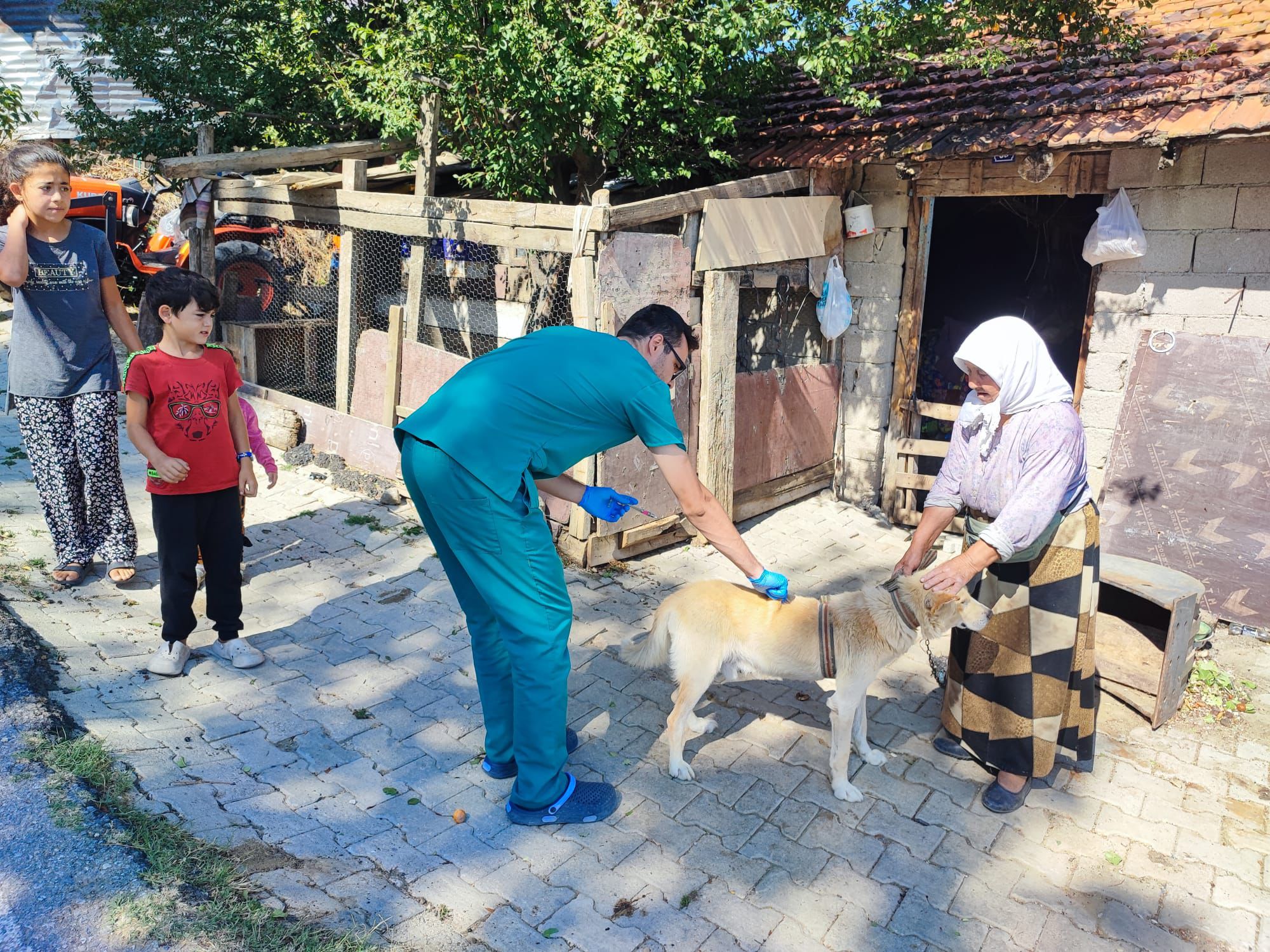 Şaphane’de köpeklere kuduz aşısı uygulandı