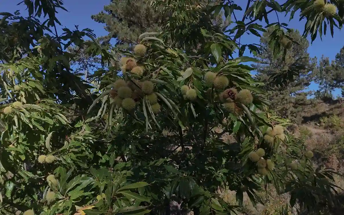 Kütahya Simav’da kestanede hasat başladı 